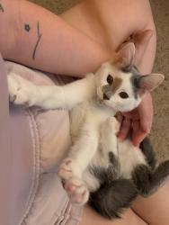 Lost Female Cat last seen Belmont and Clark, Chicago, IL 60657