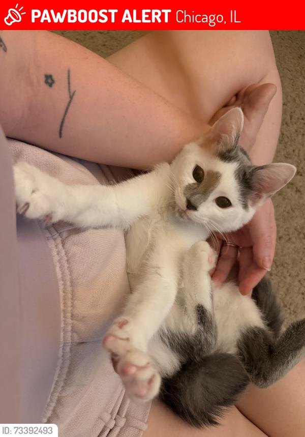 Lost Female Cat last seen Belmont and Clark, Chicago, IL 60657