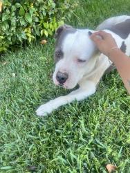 Found/Stray Male Dog last seen I street and fuchsia, Ontario, CA 91762