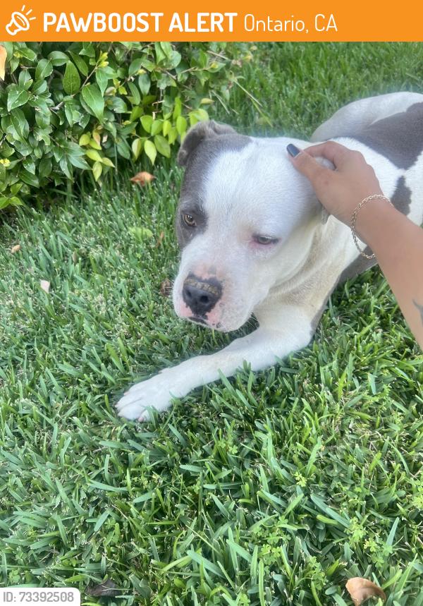 Found/Stray Male Dog last seen I street and fuchsia, Ontario, CA 91762