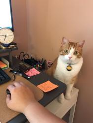 Reunited Male Cat last seen Walnut st, Bremerton, WA 98310