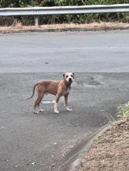 Found/Stray Unknown Dog last seen Sheridan and Atomic Ridge, Chattanooga, TN 37412