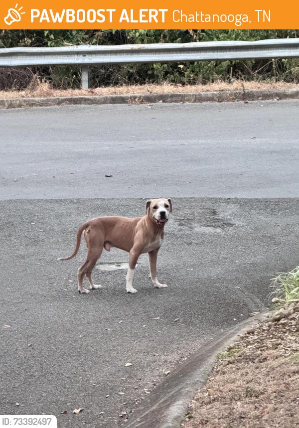Found/Stray Unknown Dog last seen Sheridan and Atomic Ridge, Chattanooga, TN 37412