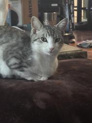 Lost Female Cat last seen Near bayou homes drive, Galveston, TX 77551