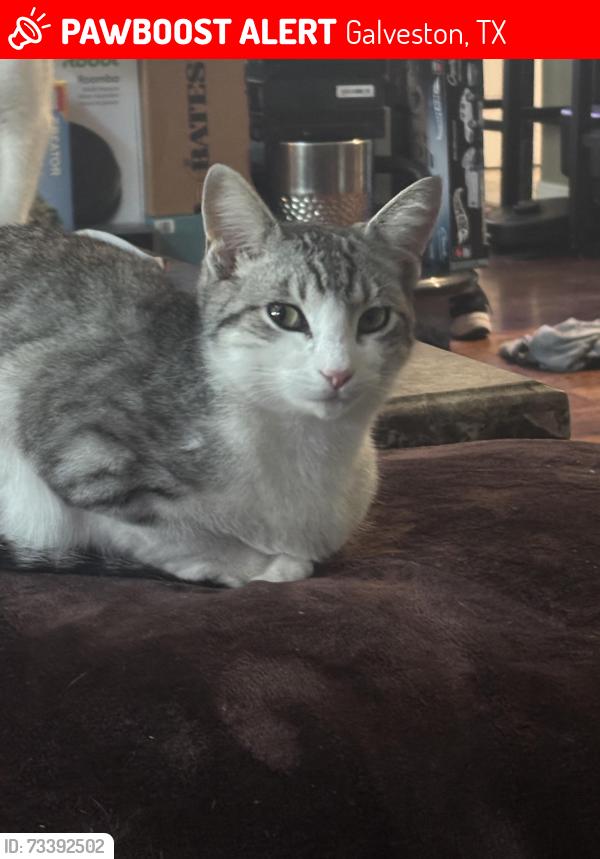 Lost Female Cat last seen Near bayou homes drive, Galveston, TX 77551