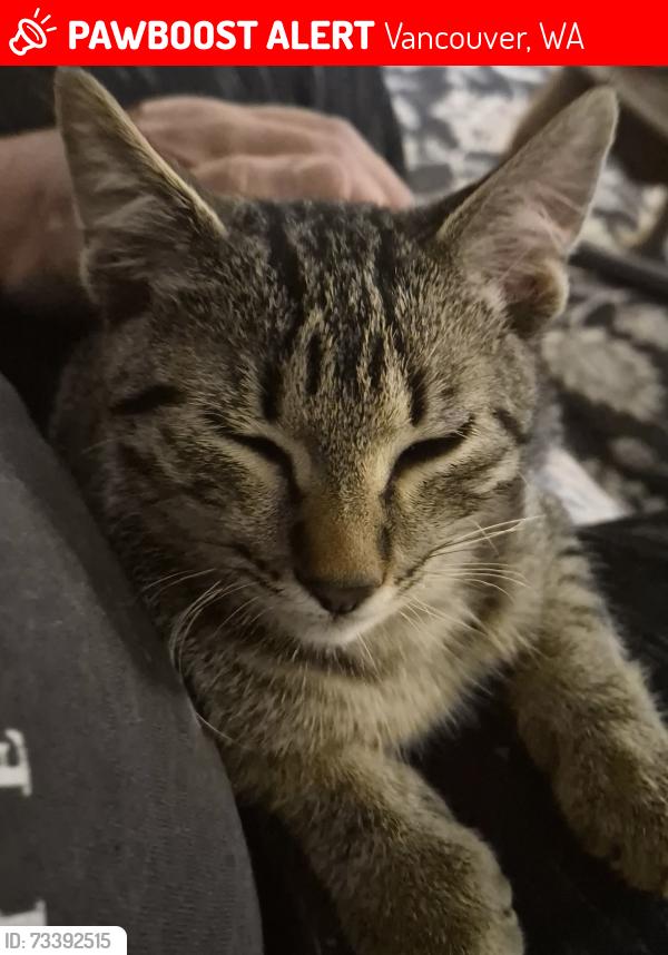 Lost Male Cat last seen Mcloughlin blvd and w st, Vancouver, WA 98661