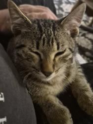 Lost Male Cat last seen Mcloughlin blvd and w st, Vancouver, WA 98661