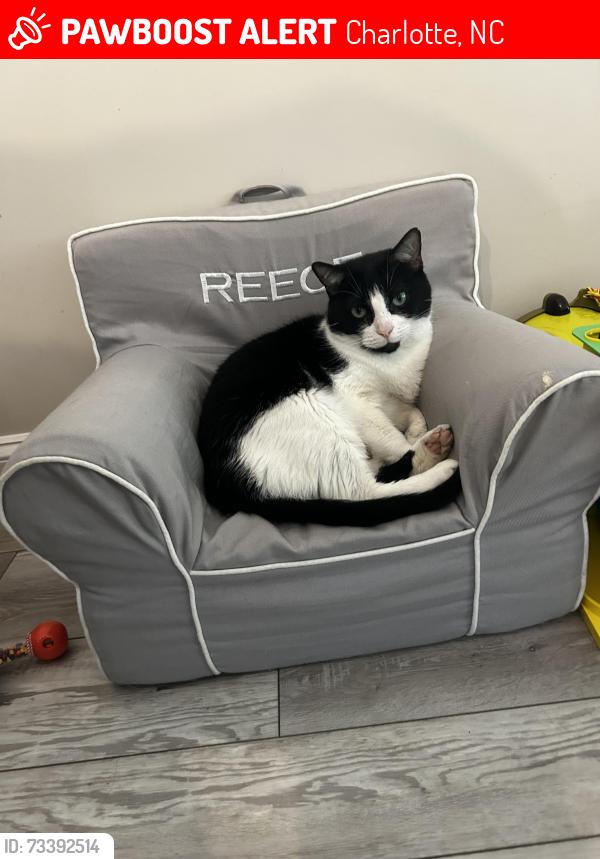 Lost Female Cat last seen Meadowbrook ln and twin oaks, Charlotte, NC 28211