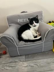 Lost Female Cat last seen Meadowbrook ln and twin oaks, Charlotte, NC 28211