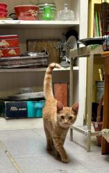 Found/Stray Male Cat last seen Dover/Attilia’s Antiques, Live Oak, CA 95065