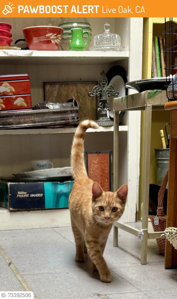 Found/Stray Male Cat last seen Dover/Attilia’s Antiques, Live Oak, CA 95065