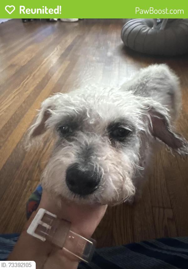 Reunited Female Dog last seen Bixby park, Cherry and 2nd st, Long Beach, CA 90802