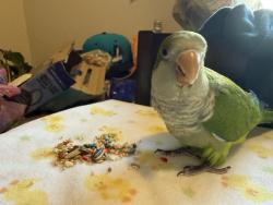 Lost Unknown Bird last seen Near SW 286th St, Homestead, FL 33033