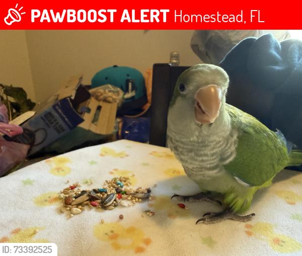 Lost Unknown Bird last seen Near SW 286th St, Homestead, FL 33033