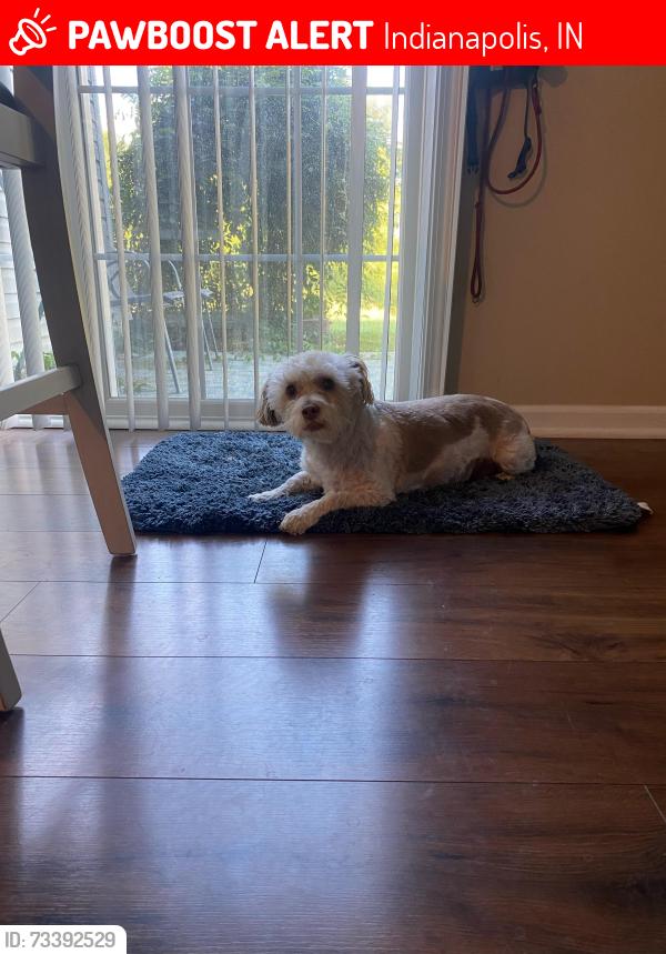 Lost Male Dog last seen 10th st and Farley drive, Indianapolis, IN 46214