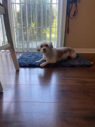Lost Male Dog last seen 10th st and Farley drive, Indianapolis, IN 46214