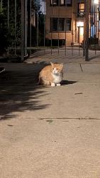 Found/Stray Unknown Cat last seen Right by cndmniums, Chicago, IL 60637
