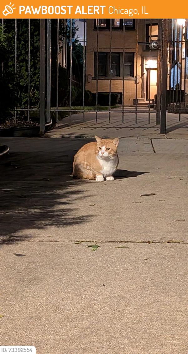 Found/Stray Unknown Cat last seen Right by cndmniums, Chicago, IL 60637