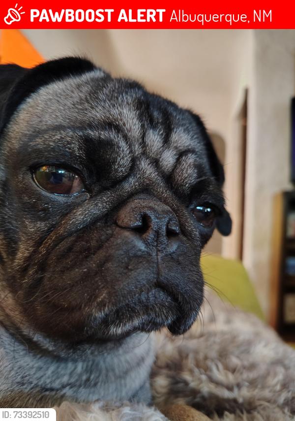 Lost Female Dog last seen Near Sunset Rd SW North of 5 points/Bridge St, Albuquerque, NM 87105