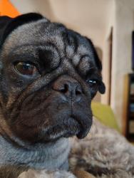 Lost Female Dog last seen Near Sunset Rd SW North of 5 points/Bridge St, Albuquerque, NM 87105