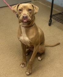 Shelter Stray Male Dog last seen Near Stonemont Drive, 30087, GA, 3280 Chamblee Dunwoody Rd, Chamblee, GA 30341, USA