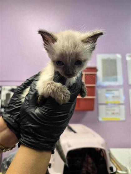 Shelter Stray Male Cat last seen Near Fred Willson ave, CITY of El Paso, TX, 5001 Fred Wilson Ave, El Paso, TX 79906, USA