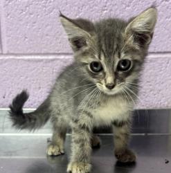 Shelter Stray Female Cat last seen Near RAILROAD, CITY of El Paso, TX, 5001 Fred Wilson Ave, El Paso, TX 79906, USA