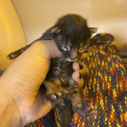 Shelter Stray Male Cat last seen Near Davis Street, SAN LEANDRO, CA, 94577, 8323 Baldwin St, Oakland, CA 94621, USA