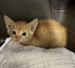 Shelter Stray Male Cat last seen Near W El Norte Parkway, Escondido, CA, 92026, Escondido, CA 92027, USA