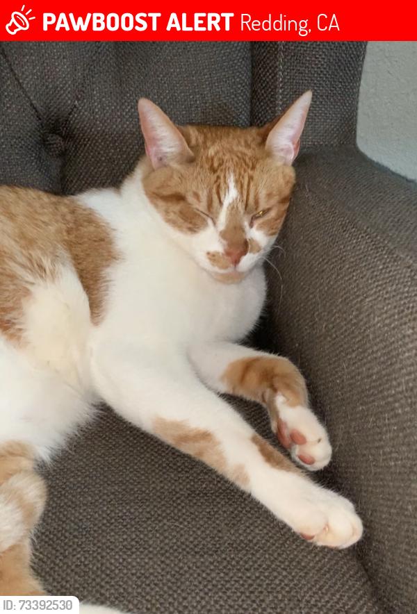 Lost Male Cat last seen Shasta View, Redding, CA 96002