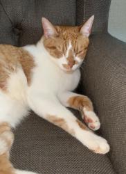 Lost Male Cat last seen Shasta View, Redding, CA 96002