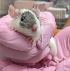 Shelter Stray Female Other last seen Near El Cajon Boulevard, San Diego, CA, 92115, El Cajon, CA 92020, USA