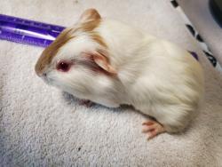 Shelter Stray Female Other last seen Near College Boulevard, Oceanside, CA, 92057, Oceanside, CA 92058, USA