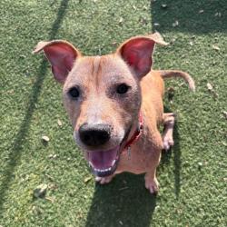 Shelter Stray Male Dog last seen , 8020 Washington St, Port Richey, FL 34668, USA
