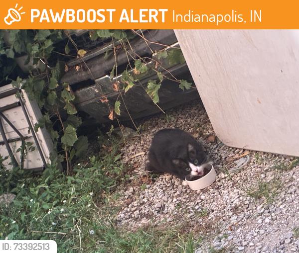Found/Stray Unknown Cat last seen Bp on lynhurst, Indianapolis, IN 46241