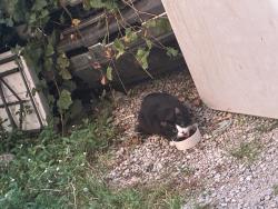 Found/Stray Unknown Cat last seen Bp on lynhurst, Indianapolis, IN 46241