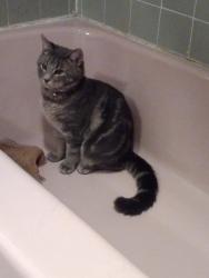 Lost Male Cat last seen Barbara Drive, Falls Run Road, St. Johns Gaulbert Cemetery, Johnstown, PA 15904