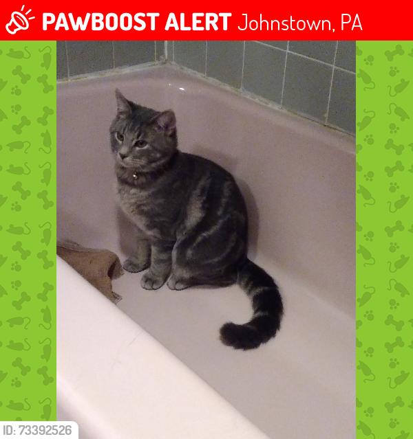 Lost Male Cat last seen Barbara Drive, Falls Run Road, St. Johns Gaulbert Cemetery, Johnstown, PA 15904