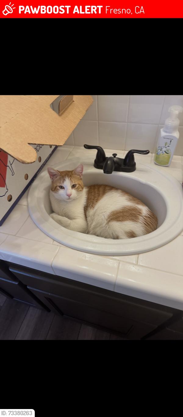 Lost Male Cat last seen Fig Garden Loop to Dante, Fresno, CA 93722