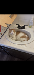 Lost Male Cat last seen Fig Garden Loop to Dante, Fresno, CA 93722