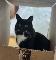 Reunited Female Cat last seen Corner of Dedham St and Mountain Ave, Revere, MA 02151