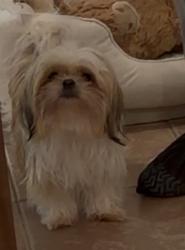 Reunited Female Dog last seen Near Spotswood Gravel Hill Rd Monroe twp, NJ 08831 Estados Unidos, Monroe Township, NJ 08831