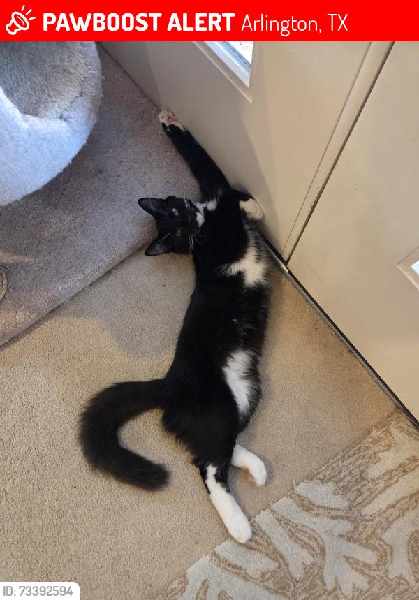 Lost Male Cat last seen Near Johns Ct, about 2 blocks from Bowmen Springs Park, Arlington, TX 76016