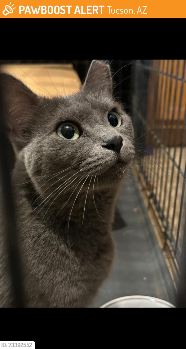 Found/Stray Unknown Cat last seen E. Bellevue St. and N. Woodland Ave., Tucson, AZ 85712