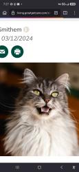 Reunited Female Cat last seen Weir & richard rd, Village Green, PA 19014