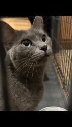 Found/Stray Unknown Cat last seen E. Bellevue St. and N. Woodland Ave., Tucson, AZ 85712