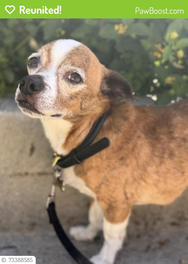Reunited Female Dog last seen Lenawee ave and bowcroft st, Los Angeles, CA 90016