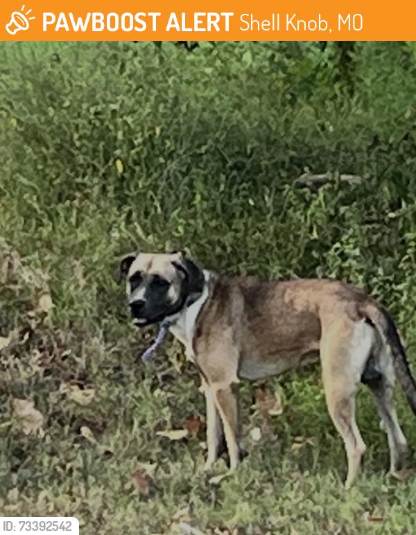 Found/Stray Male Dog last seen Campbell Point campground Shell Knob, MO near Site 27/28, Shell Knob, MO 65747
