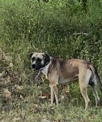 Found/Stray Male Dog last seen Campbell Point campground Shell Knob, MO near Site 27/28, Shell Knob, MO 65747