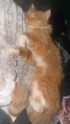 Lost Female Cat last seen Mulligans, South Jordan, UT 84095